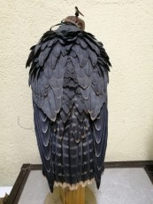 IMG_20170712_232531.jpg