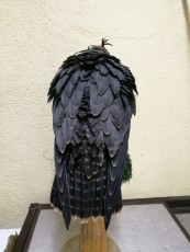 IMG_20170712_232640.jpg