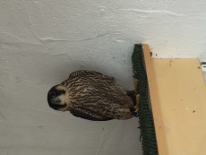 image.jpeg