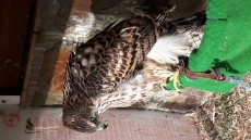 Avalon nortermgoshawk.jpg