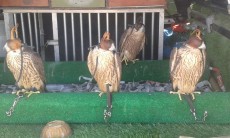 IMG-20170717-WA0011.jpg