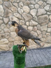 IMG_20170719_175759_1.jpg