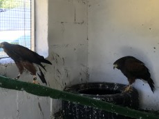 pareja