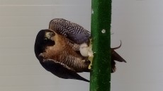 DSC_1783.JPG