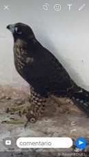 HALCON 1.JPG