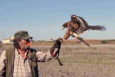 Cazando el guante.