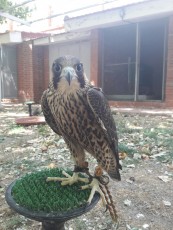 torzuelo 15/16 peregrino x gerifalte