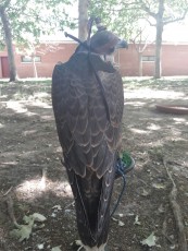 prima 15/16 peregrino x gerifalte