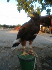 IMG-20170816-WA0010.jpg