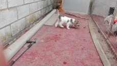 IMG_20170731_182454.jpg