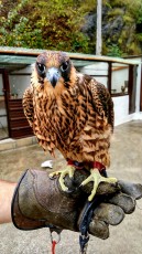 pollo hempra parental Brokei x barbari