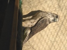 IMG_20170903_184348.jpg