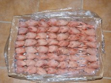 codor sin pluma.JPG