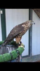 IMG_8249.JPG