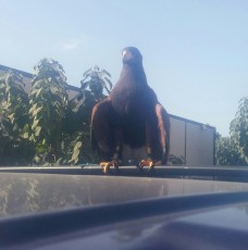 IMG-20170928-WA0008.jpg