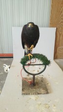 IMG-20170925-WA0008.jpeg