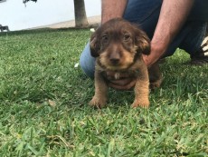 hembra de anterior camada ,en esa foto la cachorra tenia sobe dos meses y medio aprox , la foto es de hace un año