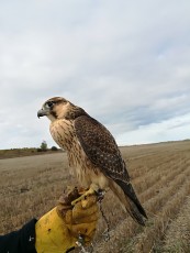 IMG_20171020_170509.jpg
