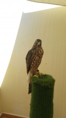 IMG-20171030-WA0003.jpg