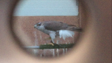 IMG_1832.PNG