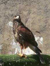 IMG_20170705_110923.jpg