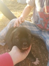 IMG-20171028-WA0013.jpg