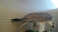 IMG-20171114-WA0037.jpg