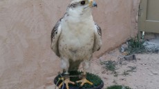IMG-20171114-WA0042.jpg