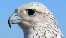 IMG_3885.JPG