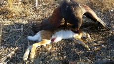IMG-20171129-WA0001.jpg