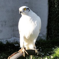 Goshawklife.com albidus male goshawk.jpg