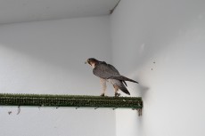IMG_6860.jpg