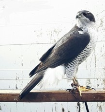 Black sparrowhawk gavilan negro .jpg
