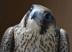 Falcon-Halcón peregrino.jpg