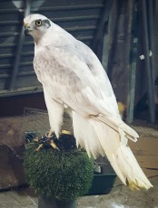 Albidus f1 goshawklife.com.jpg