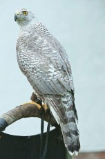 Silver puro