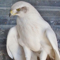 Albidus pura