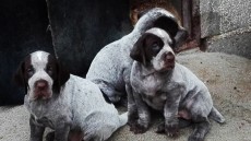 cachorros de anterior camada