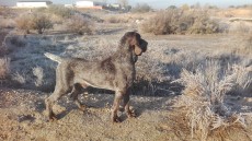 cachorro