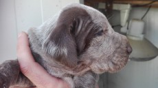 cachorro macho