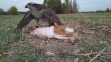 IMG-20171102-WA0010.jpeg