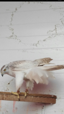 A4FB89D6-7322-4C90-8B24-A870A4205D0A.png
