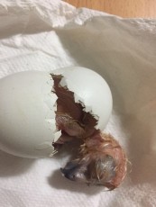 Pollo de africano