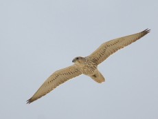 Falco cherrug aralocaspius.jpg
