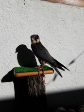 E36619EA-0CAA-4CCD-9E6F-9059DE1A7305.jpeg