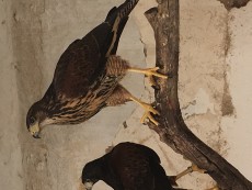 Hermanos de otros ańos