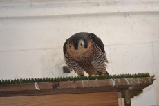 hembra reproductora