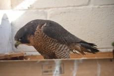 DSC_1184.JPG
