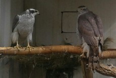 pareja 2.jpg