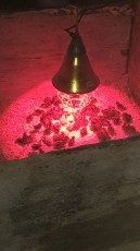 Huevos fértiles